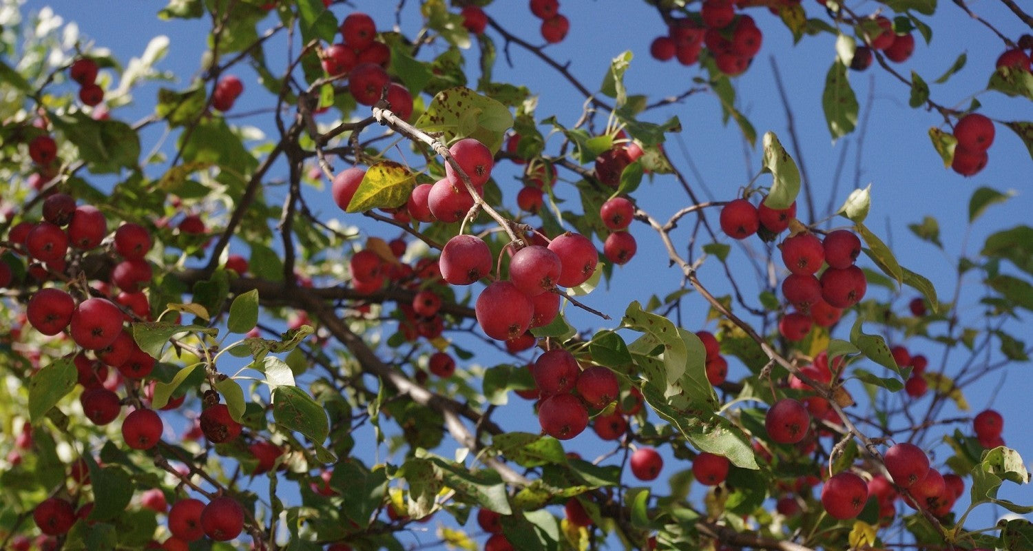 Can You Eat Crabapples?