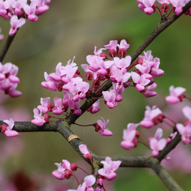 'Forest Pansy' Canadian Redbud Tree | Cercis canadensis