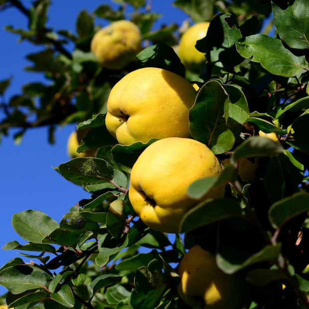 'Champion' Quince Tree Fruit Trees