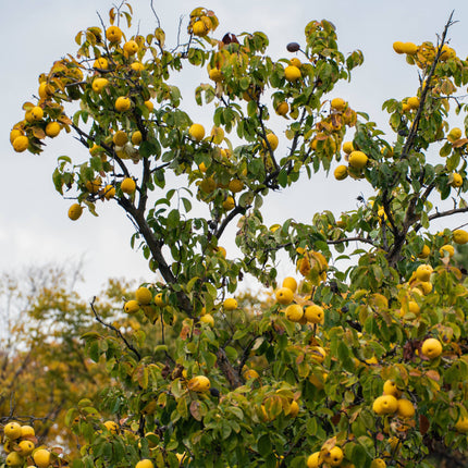 'Champion' Quince Tree Fruit Trees