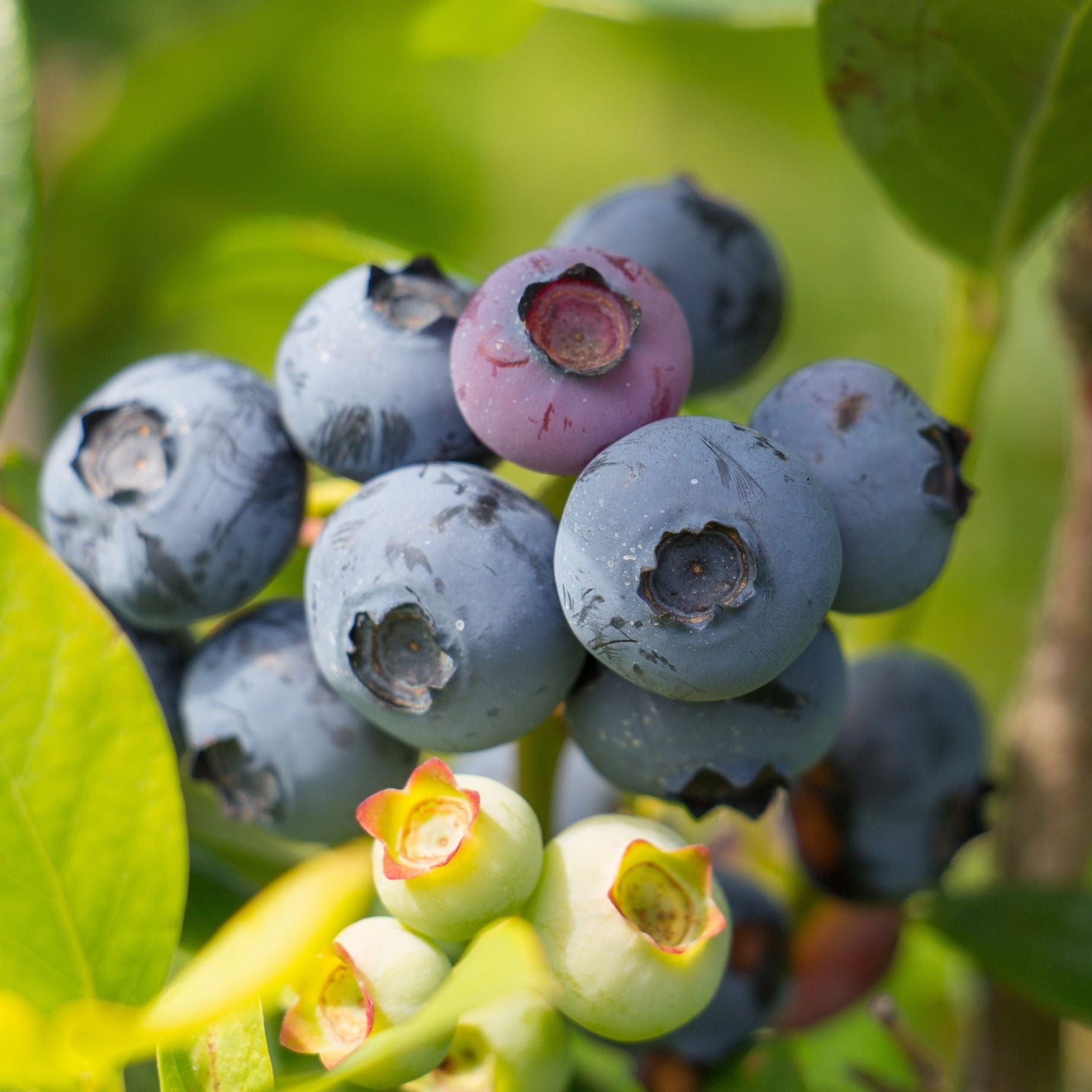 Chandler' Blueberry Bush