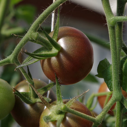 'Chocolate Cherry' Tomato Plant