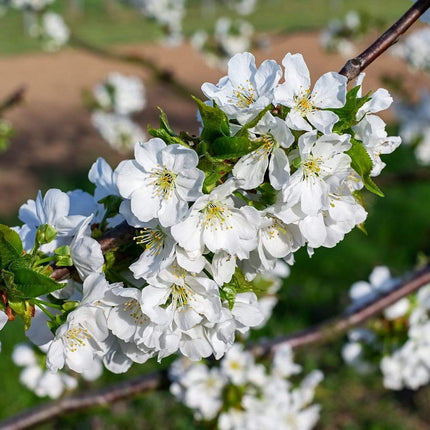 Cherry and Plum Trees | Perfect Partners Fruit Trees