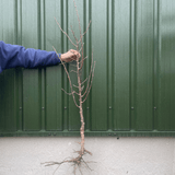 'Blushing Bride' Cherry Blossom Tree | Prunus 'Shogetsu' Ornamental Trees