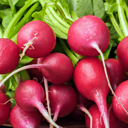 'Cherry Belle' Radish Plants Vegetables