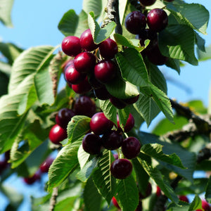 Cherry and Plum Trees | Perfect Partners Fruit Trees