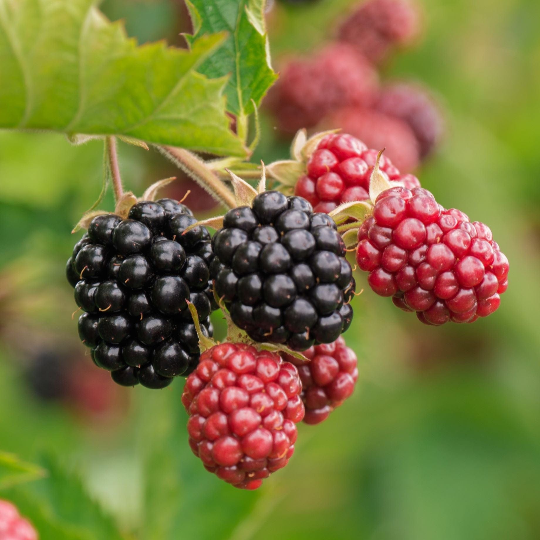 'Chester' Blackberry Plant