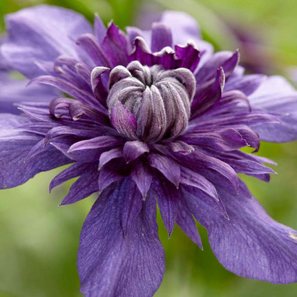 Clematis florida 'Kokonoe' Climbing Plants