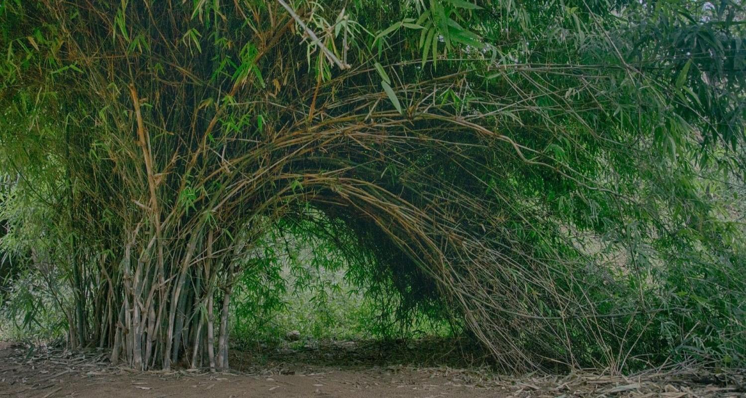 Clumping Bamboo vs Running Bamboo Plants: What’s the Difference?