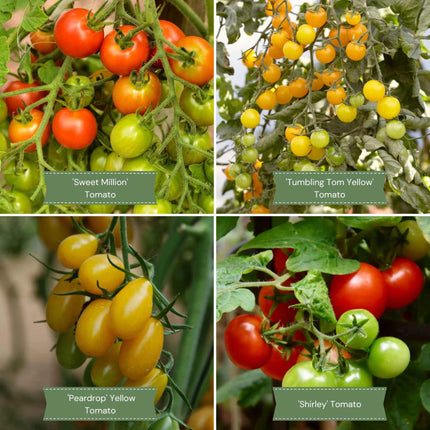 Colourful Tomato Plants Collection Vegetables