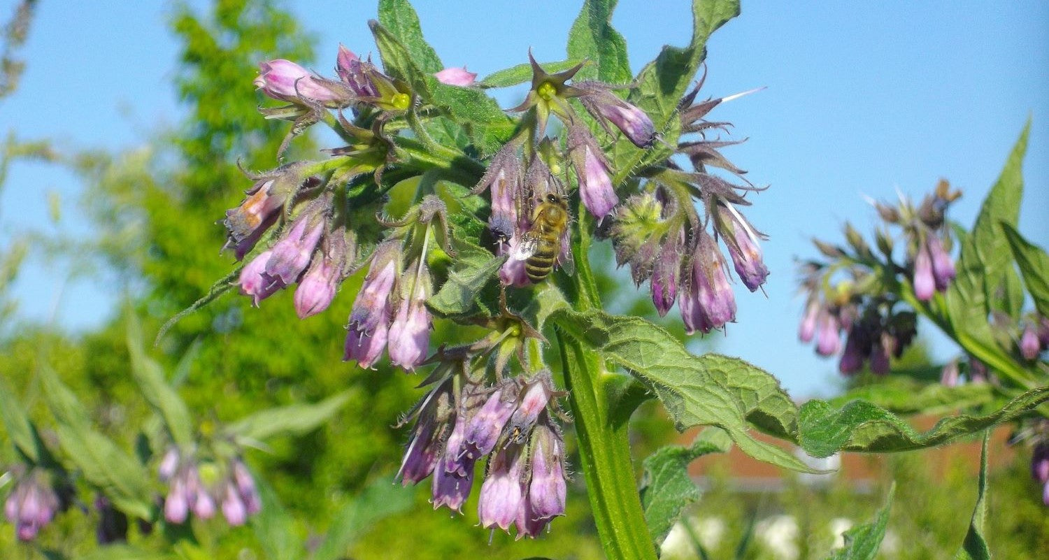 Comfrey Plant: Natural Fertiliser, Compost and Mulch