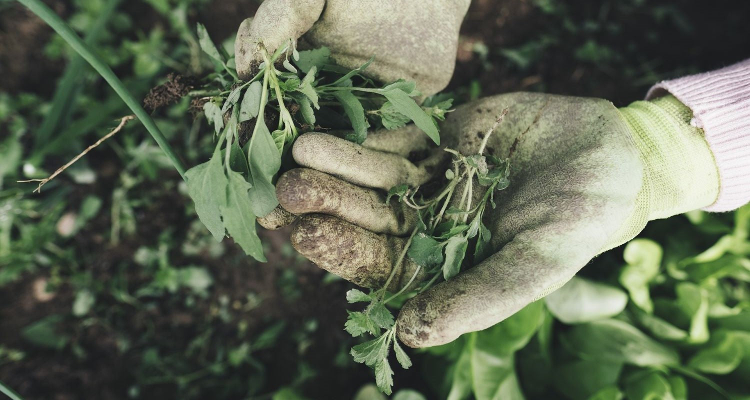 How to Identify the 10 Most Common UK Garden Weeds