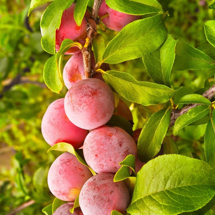 Cordon Plum Tree Trained Fruit Trees