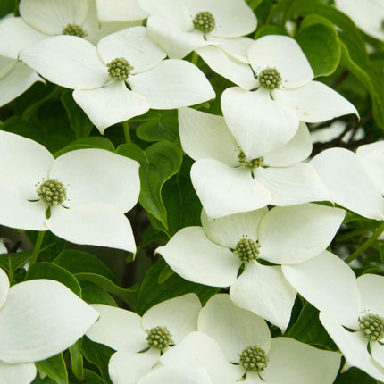 Dogwood Tree | Cornus kousa Ornamental Trees