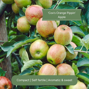 Complete Orchard Collection | Apple, Cherry, Pear, Plum Trees Fruit Trees