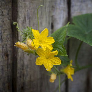 'F1 Femspot' Cucumber Plants