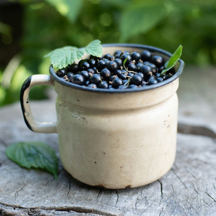 'Ben Nevis' Blackcurrant Bush Soft Fruit