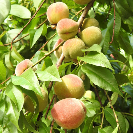 'Duke of York' Peach Tree Fruit Trees