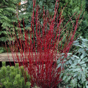 Red-Stemmed Dogwood Hedging | Cornus alba Shrubs