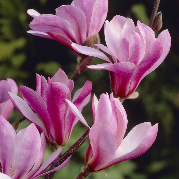 Dwarf Purple Magnolia Tree | Magnolia 'Susan'