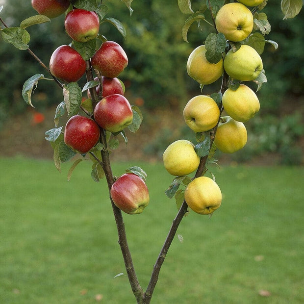 Duo Apple Tree | Cox's Orange Pippin & Golden Delicious Trained Fruit Trees