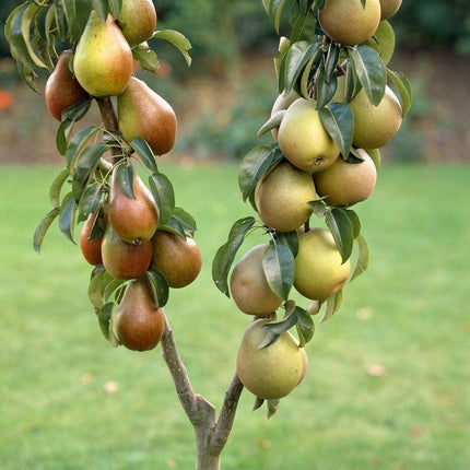 Duo Pear Tree | 'Williams' Bon Chrétien' & 'Conference' Trained Fruit Trees