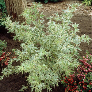 Japanese Maple Tree | Acer palmatum 'Butterfly' Ornamental Trees