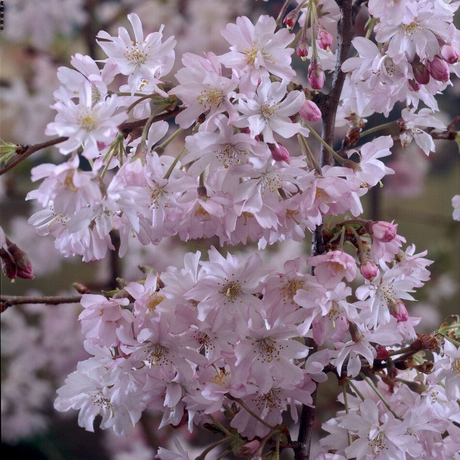 Pink Winter Flowering Cherry Tree | Prunus x subhirtella 'Autumnalis Rosea'