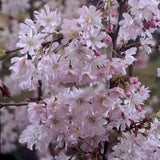 Pink Winter Flowering Cherry Tree | Prunus x subhirtella 'Autumnalis Rosea' Ornamental Trees