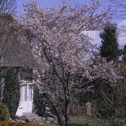 Pink Winter Flowering Cherry Tree | Prunus x subhirtella 'Autumnalis Rosea' Ornamental Trees