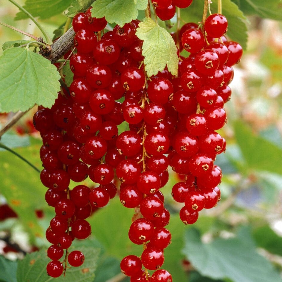 'Rovada' Redcurrant Bush