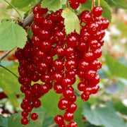 'Rovada' Redcurrant Bush Soft Fruit