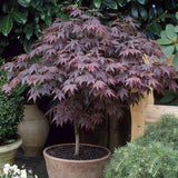 Japanese Maple Tree | Acer palmatum 'Bloodgood' Ornamental Trees