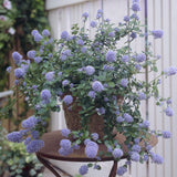 Ceanothus thrysiflorus 'Repens' Shrubs