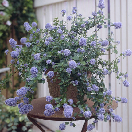 Ceanothus thrysiflorus 'Repens' Shrubs