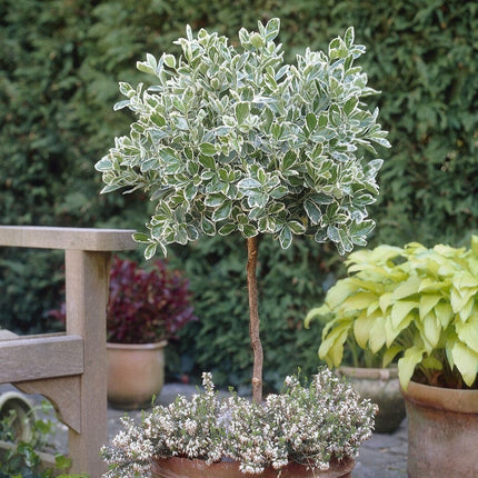 Patio Spindle Tree | Euonymus Fortunei 'Emerald Gaiety' Ornamental Trees