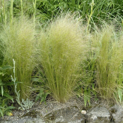 Mexican Feather Grass | Stipa tenuissima Perennial Bedding