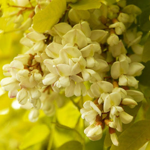 Golden False Acacia | Robinia pseudoacacia 'Frisia' Ornamental Trees