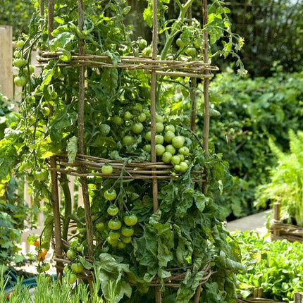 'Gardeners Delight' Tomato Plants Vegetables