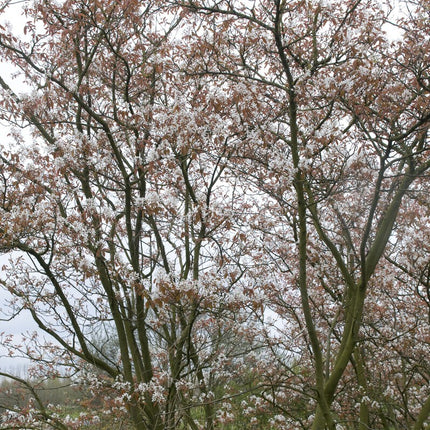 Serviceberry Tree | Amelanchier arborea 'Robin Hill'