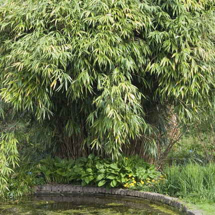 Arrow Bamboo | Pseudosasa japonica