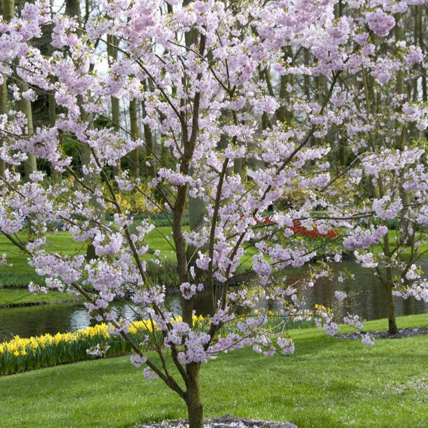 'Accolade' Pink Cherry Blossom Tree Ornamental Trees