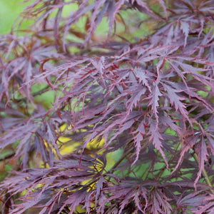 Japanese Maple Tree | Acer palmatum dissectum 'Tamukeyama' Ornamental Trees