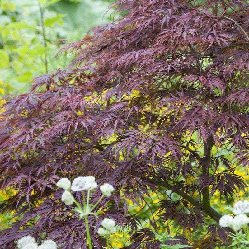 Japanese Maple Tree | Acer palmatum dissectum 'Tamukeyama'