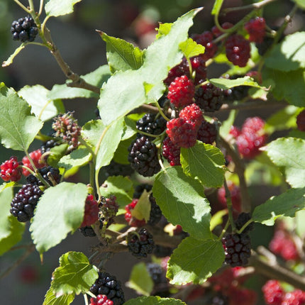 Patio Mulberry Tree | Morus Rotundiloba 'Mojo Berry'