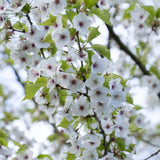 'Umineko' Japanese Cherry Blossom Tree Ornamental Trees