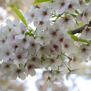 'Umineko' Japanese Cherry Blossom Tree Ornamental Trees