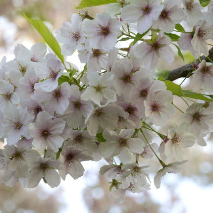 Umineko' Japanese Cherry Blossom Tree Ornamental Trees