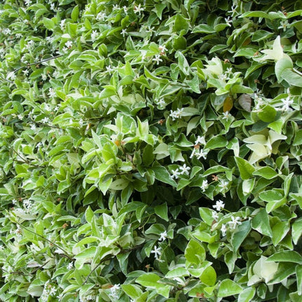 Variegated Star Jasmine | Trachelospermum jasminoides 'Variegatum' Climbing Plants