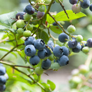 'Duke' Blueberry Bush Soft Fruit